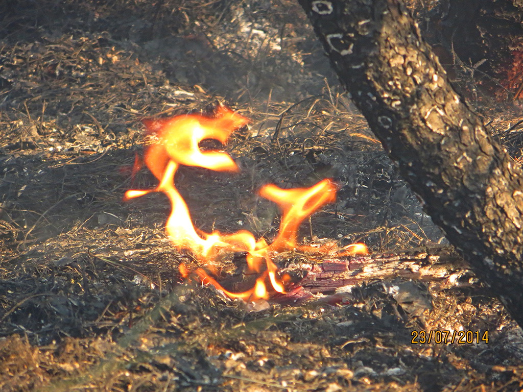 На Куршской косе объявили о начале пожароопасного периода