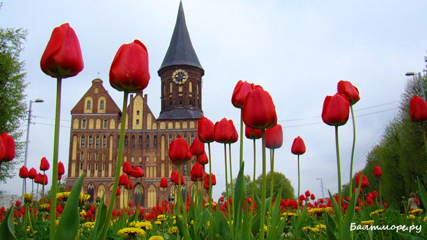 Калининград в десятке популярных городов для отдыха этой весной