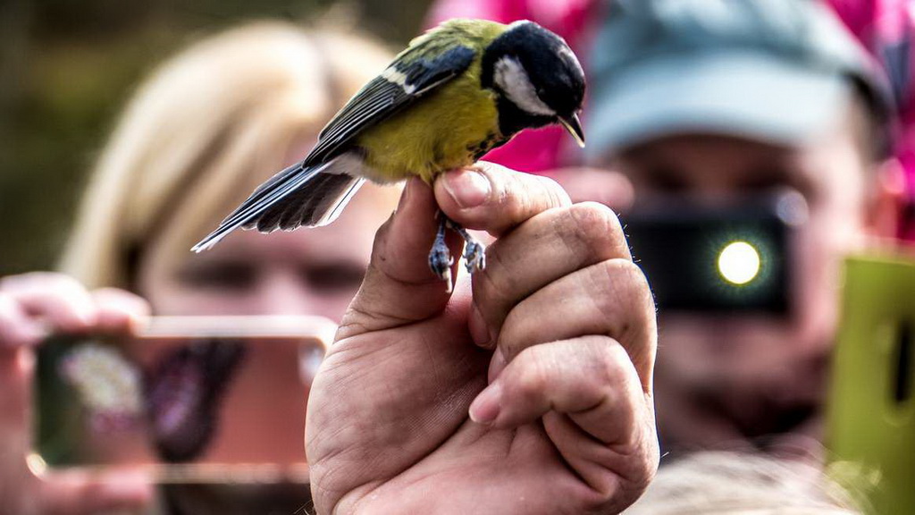 дни наблюдения птиц проводятся во всём мире в первые выходные октября
