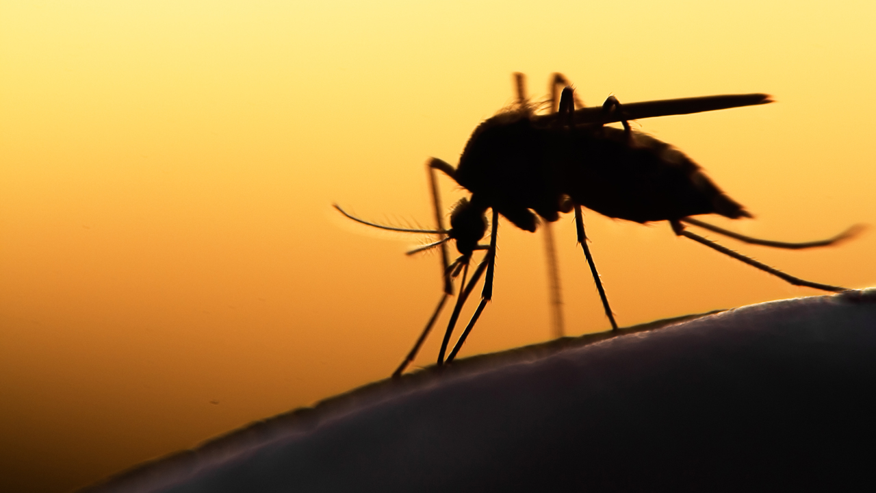 Каких комаров следует опасаться и как защититься от их укусов