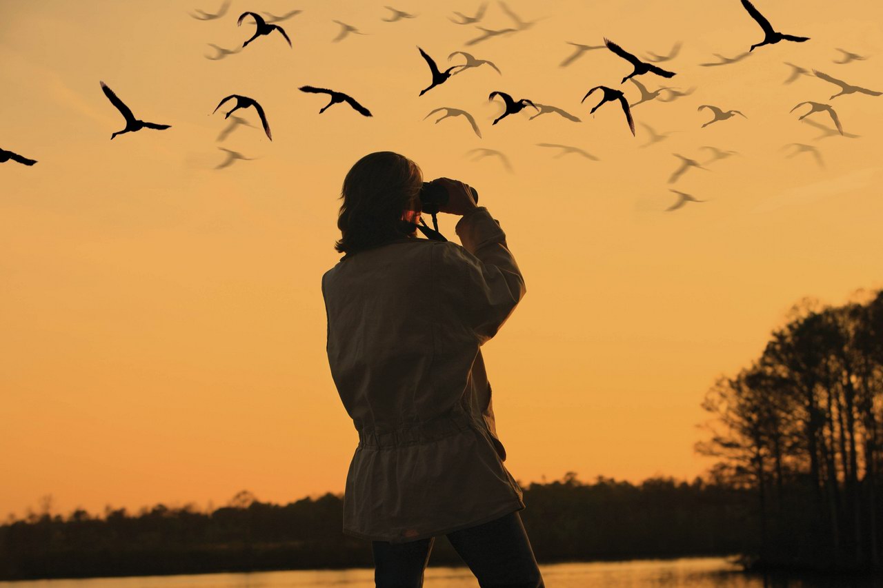 Как прошли Всемирные дни наблюдения птиц на Куршской косе