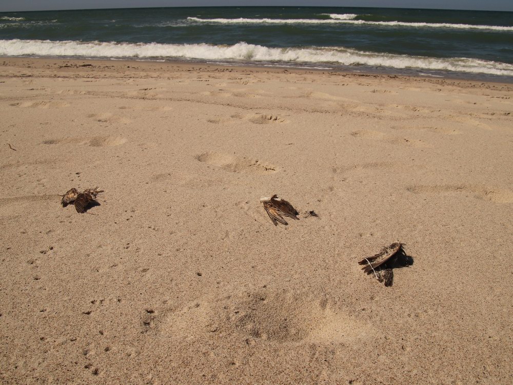 Сотни погибших птиц обнаружены на морском побережье Куршской косы