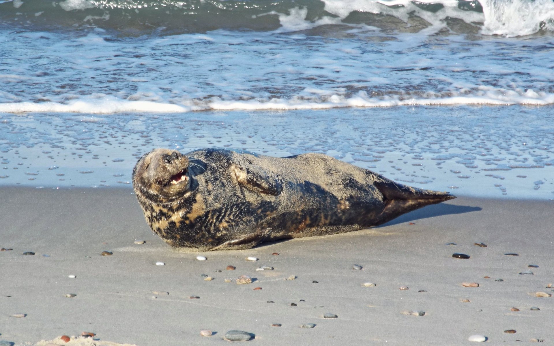 На Куршской косе разбудили спящего на берегу пожилого тюленя